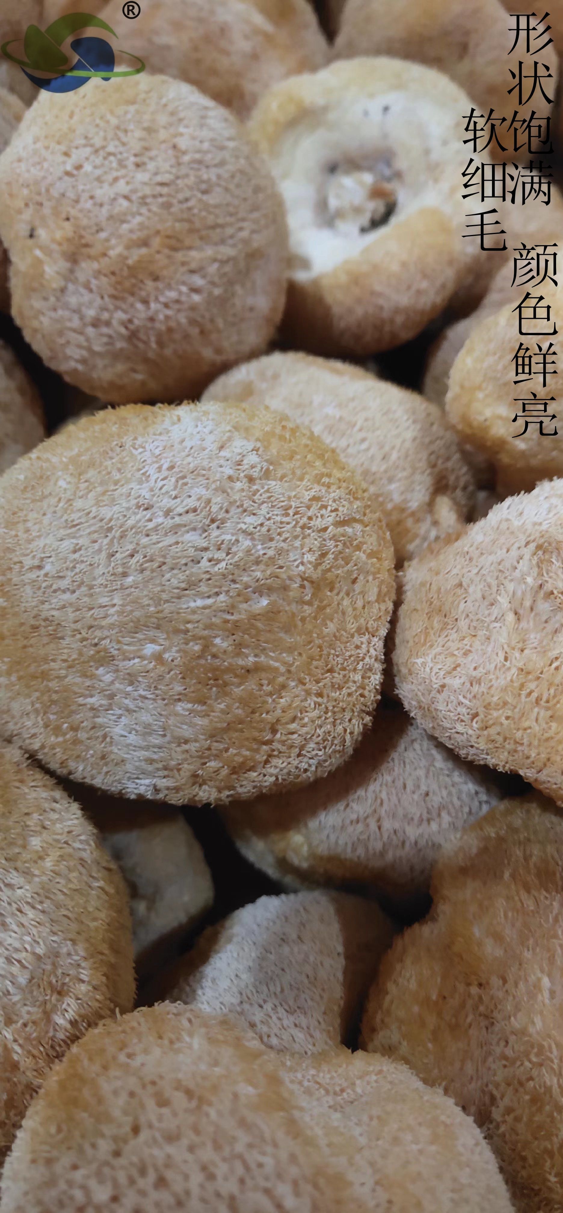 大朵猴头菇