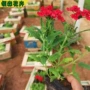 小区公园花镜宿根美女樱