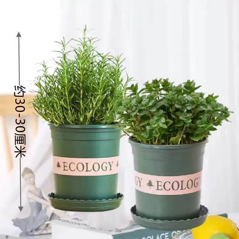[대형 화분 식용 조합] 민트 + 로즈마리(갤런 화분*2)