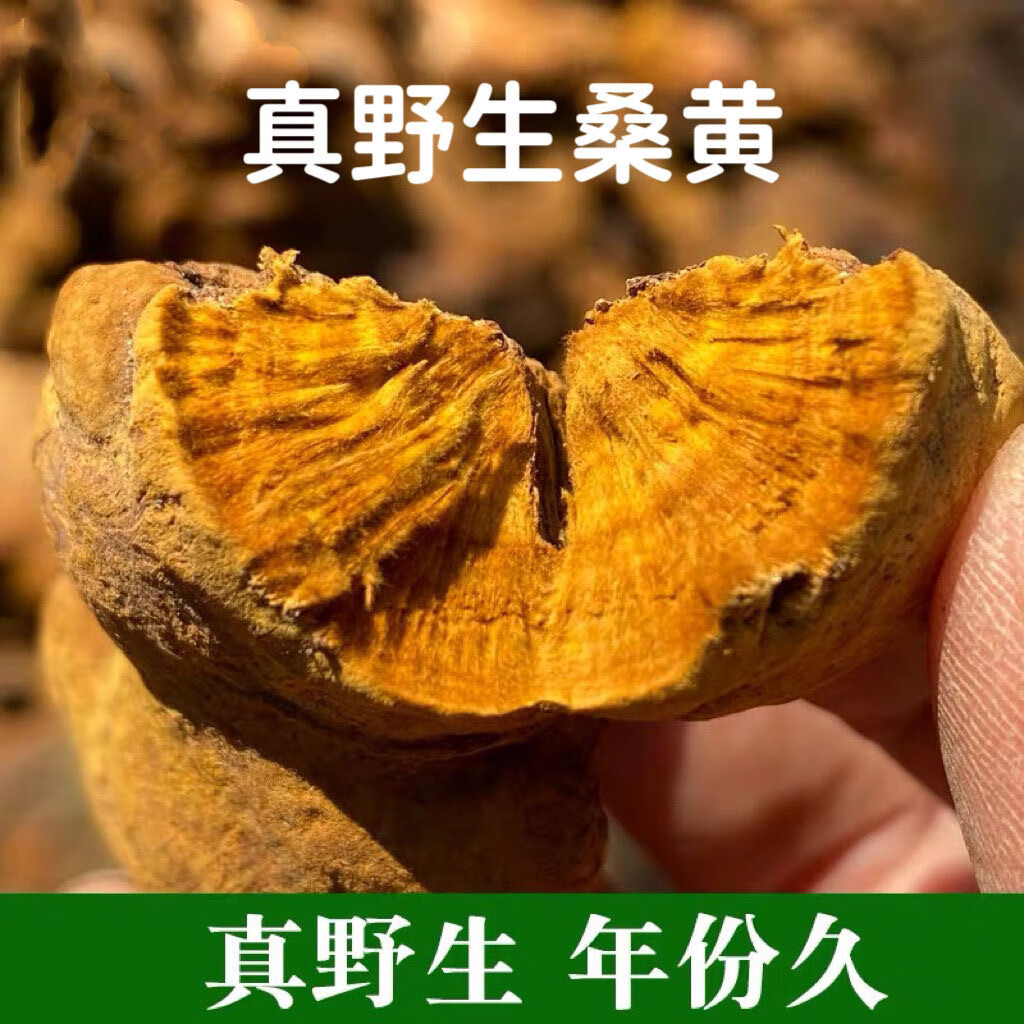 Sanghuang Mushroom 500g Dried Phellinus from Mulberry Tree Traditional Herbal Tea and Decoction Herb quality and texture