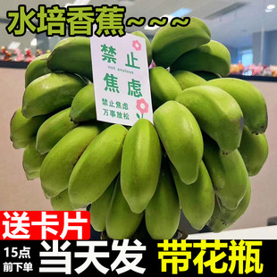 禁止焦绿整串水培香蕉办公室芭蕉办公室桌面拒绝焦绿静止小米蕉甜-阿里巴巴