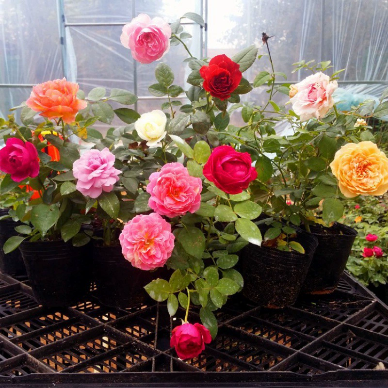 Европейский лунный цветок, рассада, лоза, Розовый сад, балкон, цветок в горшке, разноцветный цветок розы, рассада, альпинистский цветок, всесезонное цветение