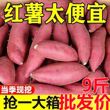 沙地黄心蜜薯龙九红薯新挖现发地瓜烤红薯农家自种软糯香甜小番薯