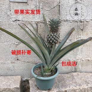Spinach Flower Pot Seedlings Potted Seedlings Ground Planting Courtyard Balcony with Small Fruits Shipped Soil Ball Shipped Indoor Zhao