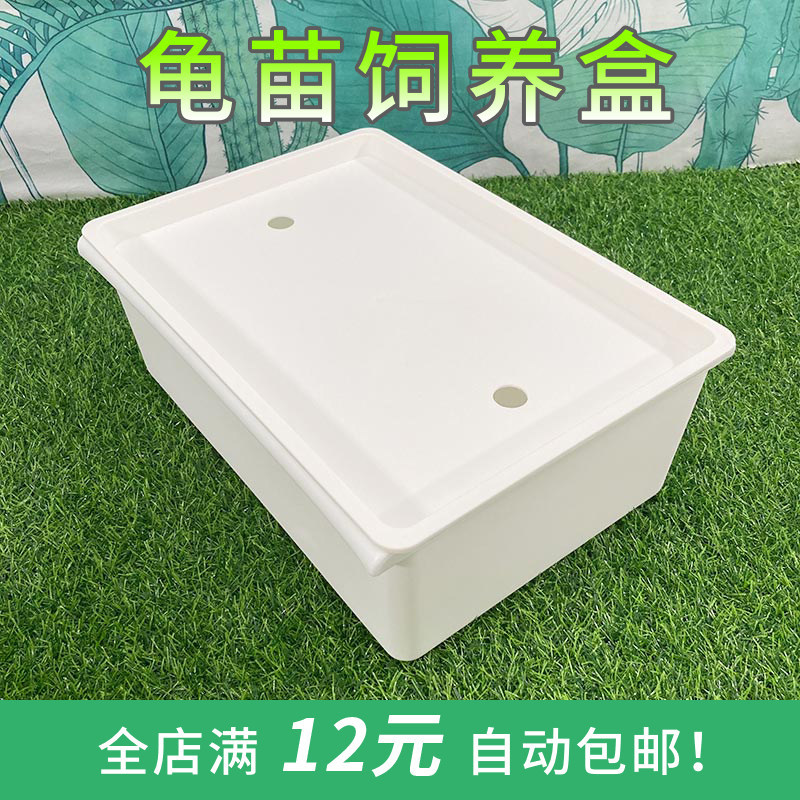 Special and Amusing Live Turtle and Alligator Turtle Hatchlings with Greenish Back Color, Ornamental Fish Breeding Box with Holes, Turtle Hatchling Black and White Color Box