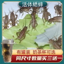 蟋蟀活体爬宠食物白蟋蟀蛐蛐蜥蜴守宫鬃狮蜘蛛蝎子粮食活食樱桃红