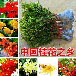 𻨘ֲ҃ͥԺ辰ļB_㻨