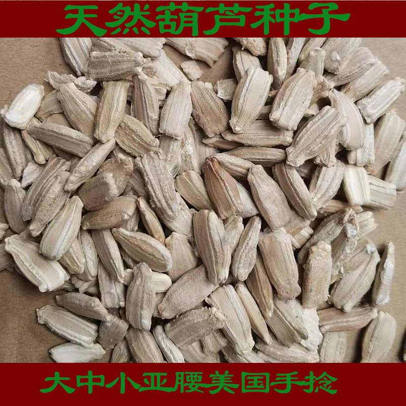 原产地批发天然大中小亚腰葫芦种子美国手捻葫芦种子