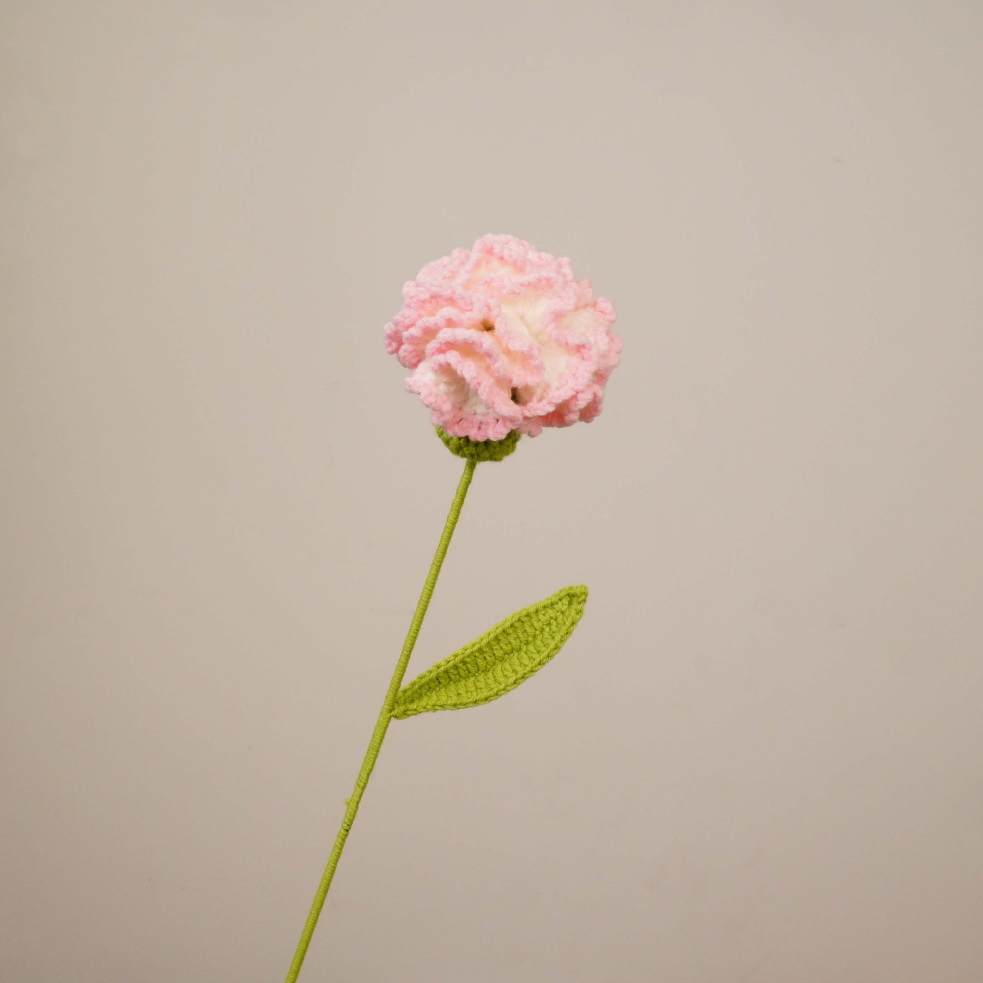 카네이션(그라데이션 핑크)