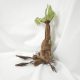 Amazon Hot Sale Harry Potter Mandrake Mandrake Plush Toy Doll Doll Willow