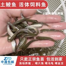 麦穗鱼土鲮鱼苗活体饲料鱼小杂鱼活鱼喂鳜鱼喂乌龟喂金龙鲈鱼桂花