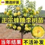 四川嫁接种植蜂糖李子苗