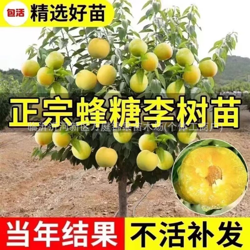 Honey Plum Seedlings, Sichuan Grafted Plum Seedlings, Suitable for Planting in the South and North of China, Produce Fruit in the Same Year, Grafted Plum Seedlings