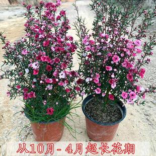 �����_�������ɼt÷��ѩ÷�������ͺ�ֲ�����Ժ��B����ɫ÷��