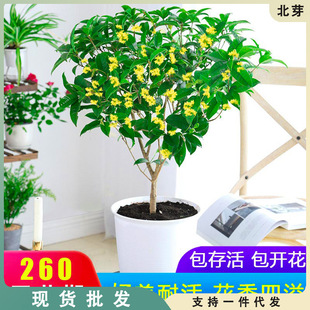 �𻨘�������ͥԺ�҃�ֲ��𵤹�����ͻ����ļ��_�����B�׻��辰