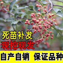 花椒苗树大红袍当年结果无刺四川麻椒食用盆栽南方北方种植花椒树
