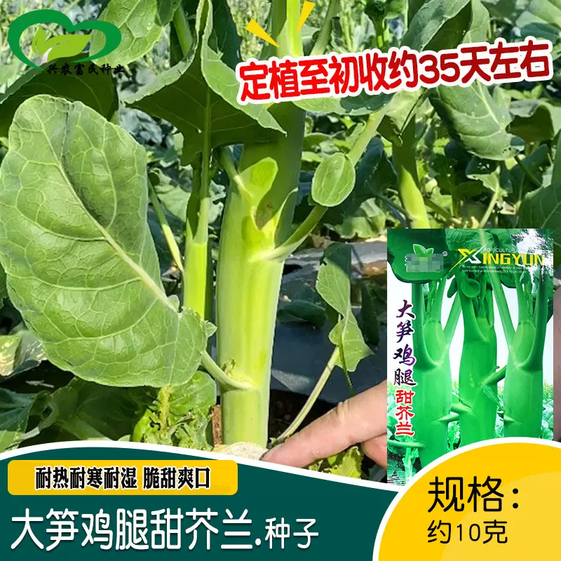 华煜大笋鸡腿甜芥兰种子 农田菜园种植耐热耐寒脆甜爽口大芥兰籽