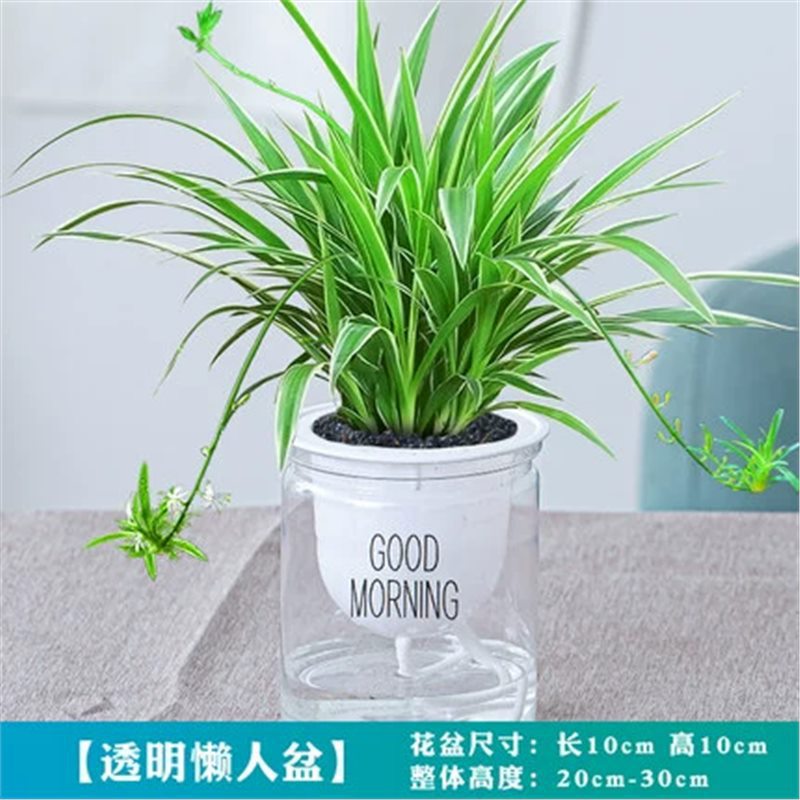 프놈펜 크롤러 좋은 아침 분지 + 영양액