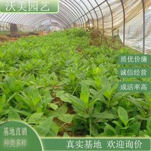 富贵草 工程绿化地被植物 庭院小区公园绿化种植 水生盆景盆栽苗