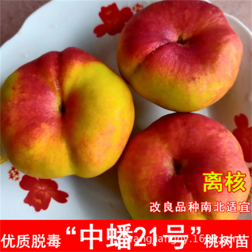 黄蟠桃纽扣桃树苗新疆蟠桃苗嫁接新品种特大毛蟠桃树果桃树嫁接果