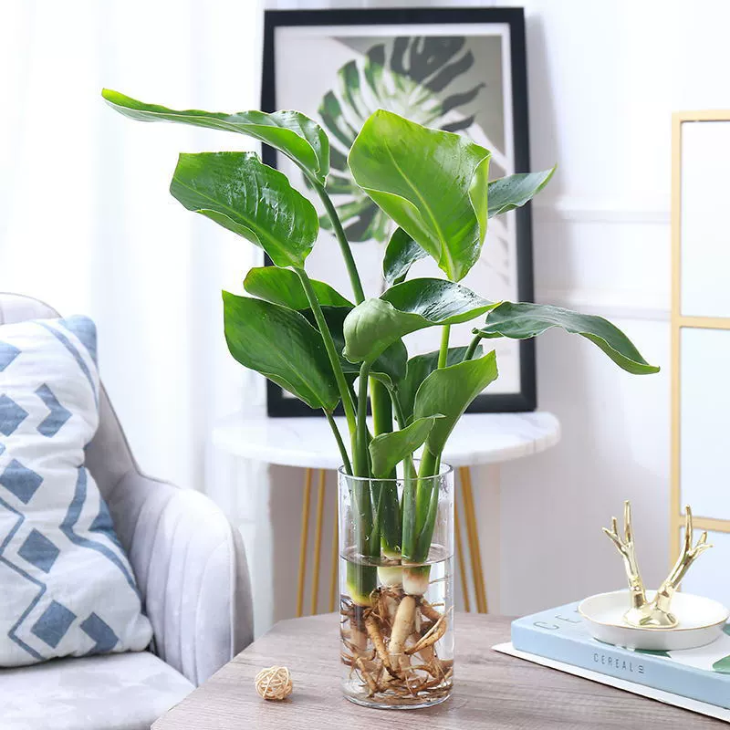 Райские птицы растения гидропонные большие зеленые растения в горшках