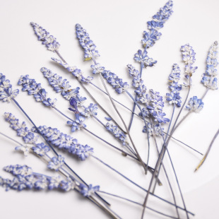 Sage Lavender Embossed Dried Flowers Wholesale Candle Material Specimen DIY Photo Frame Bookmark Beauty Makeup Handmade for Children