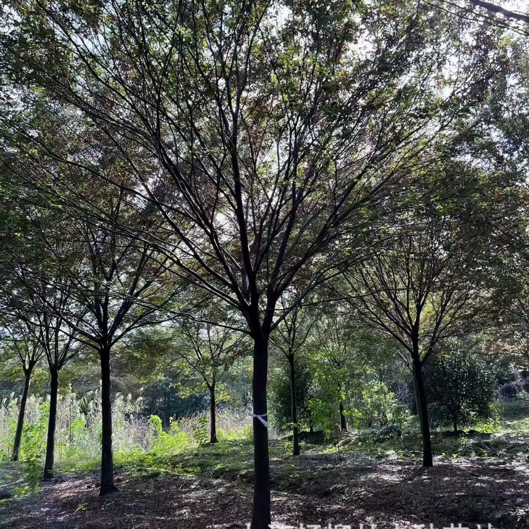 Диаметр 2cm бук 4cm бук 6cm бук 8cm бук 15 бук красный бук