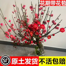 梅花盆栽树苗老桩盆景阳台庭院原生红梅大花浓香花卉耐寒四季腊梅