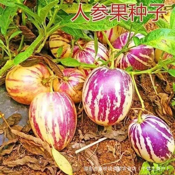Ginseng fruit seeds