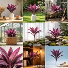 ��ʽ�羳���R�d�ָ���Ѫ�����ľ�~�B��ާ��콶�G�����~�쾰�b�