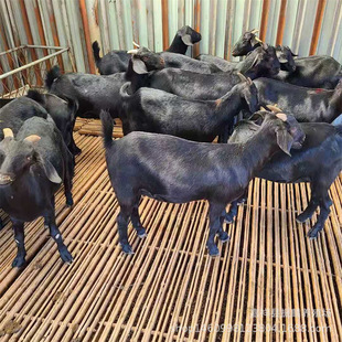 ��ɽ��С����Bֳ���N�ۺ�ɽ�� ���ʲ���ɽ��Ʒ�N