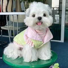 犬ペット服冬保温マカロン色合わせ厚手コート