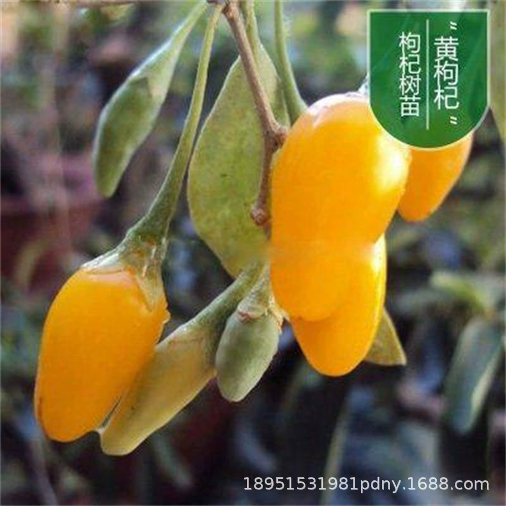 Нинся Zhongning Красный Лайчи Рассада Старый ворс горшок года результаты Желтый Лайчи Рассада Открытый Посадка Лайчи Горшок