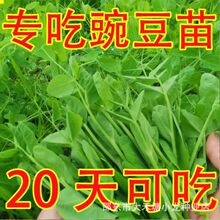 豌豆苗种子豌豆尖吃苗四季阳台盆栽芽苗菜秋冬季蔬菜种子大叶无须