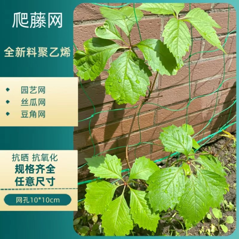 植物爬藤网园艺丝瓜豆角黄瓜攀爬网蔬菜搭架网