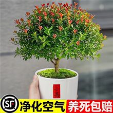 С~辰k҃ȾGֲ[լСֲļB