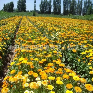 Calendula Seeds, Calendula Seeds, Easy to Grow Flower Seeds in All Seasons, Long-Lasting Chrysanthemum Sea, Easy to Grow Potted Plants, Cold-Resistant and Shade-Resistant