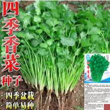 四季香菜种子阳台室内花卉盆栽香菜蔬菜种子四季播高产易种菜种籽