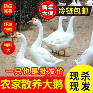 ����S���]������Z�F�������Z�����Z���Z���rɢ�B�r�Ҽ���