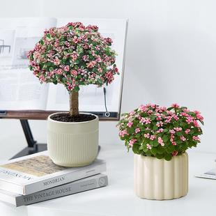 Potted Lollipop Succulent Plant with Golden Branches and Jade Leaves, Suitable for Office Desktop, Radiation-Resistant, Drought-Tolerant, Easy to Care for Green Plant