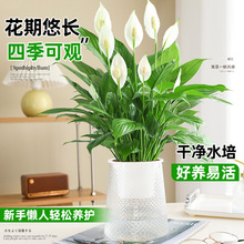 һ���L혰��������҃ȾGֲ�t�ƻ���ˮ��ֲ���ļ��׻�������ȩ���B