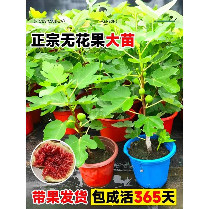 无花果树果苗波姬红带果矮化盆栽地栽南北方种植当年结果死苗包赔