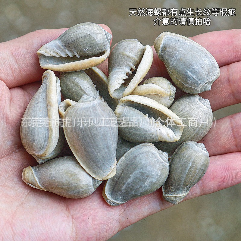 Concha Daquan natural con cera de pescado, materiales decorativos mediterráneos DIY al por mayor