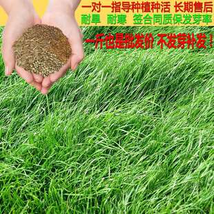 �����ͺ���ƺ�ļ����R������̺��߅���o�¾G����������̲ݷN��