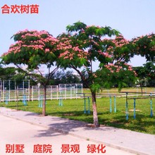 合欢树苗绒花树苗芙蓉花树苗盆栽南北方大型绿工程庭院风景绿化苗