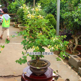 金银花苗盆栽树型树桩盆景植物南北方种植金银花树苗庭院爬藤花卉