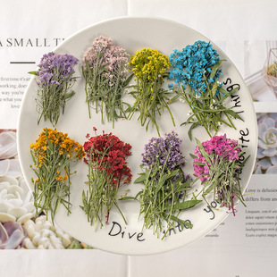 Dried Snowball Flowers Wholesale Embossed Package Resin Phone Case Photo Frame Aromatherapy Candle Embossed DIY Material Package Real Flowers