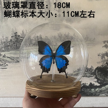 真蝴蝶标本天堂凤蝶昆虫标本玻璃罩防尘罩摆件生日礼物水晶球收藏