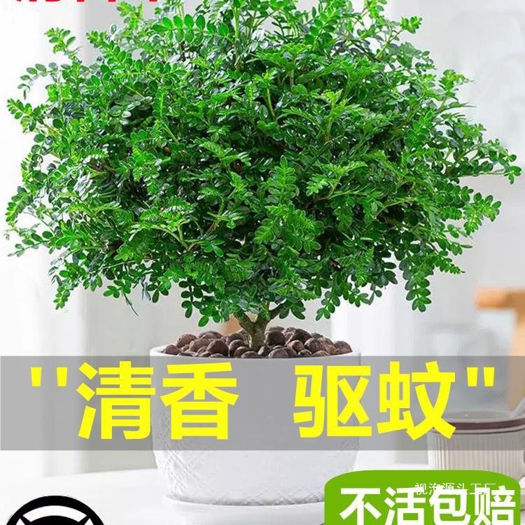 清香胡椒木盆栽花卉室内外驱蚊草植物树苗老桩盆景九里香绿植视泡