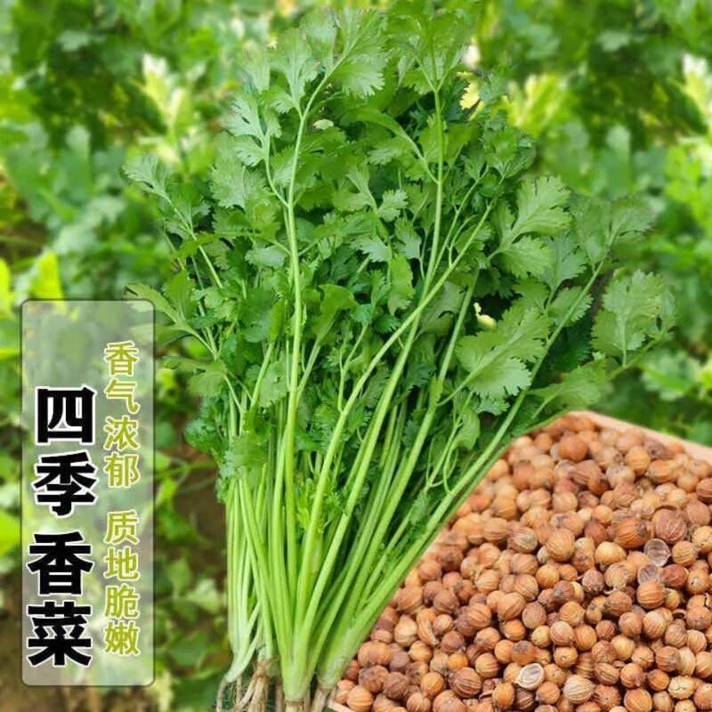 Four Seasons Coriander Seeds Thai Heat-Resistant Balcony Potted Vegetable Garden Vegetable Seeds Large-Leaf Coriander Seeds Four Seasons Coriander Seeds Thai Heat-Resistant Balcony Potted Vegetable Garden Vegetable Seeds Large-Leaf Coriander Seeds